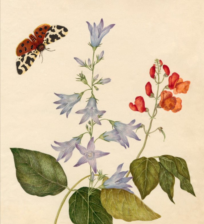 Lady Susan by Jane Austen